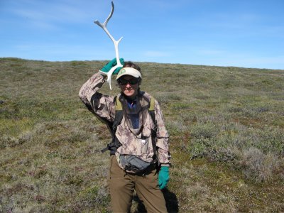 Cow caribou antler