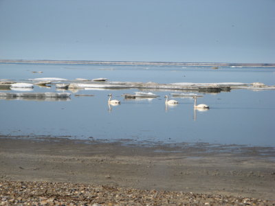 Tundra swans among the floes