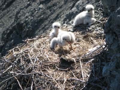 Rough-legged hawk chicks