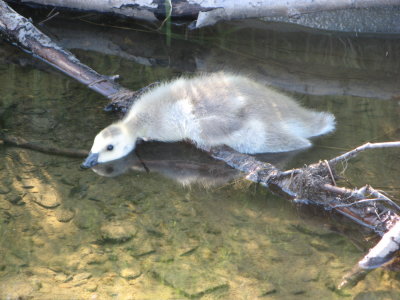 Canadian gosling playing dead!