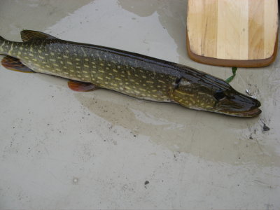 I caught this pike!  My first fish