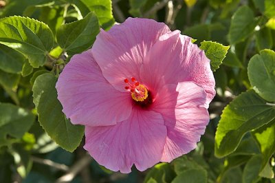 hibiscus at Ocean Drive, Vero Beach