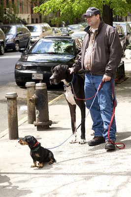 Great Dane