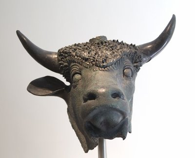 bovine head