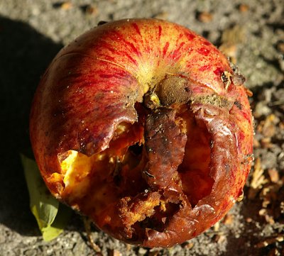 decaying apple