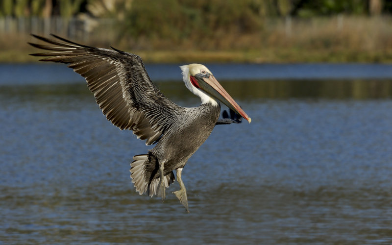 Pelican_002.jpg