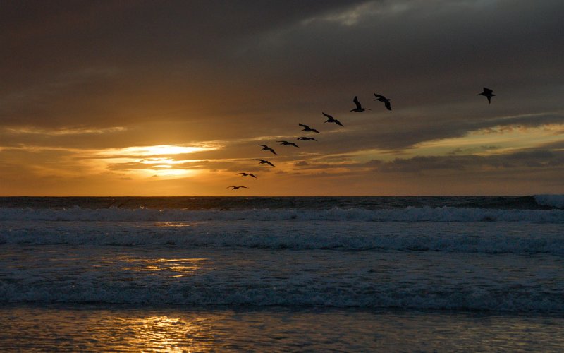 Torrey Pines & Pelicans