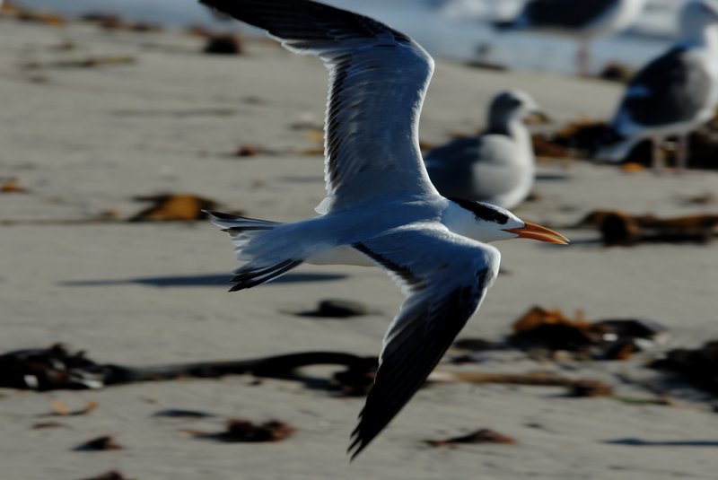 Royal Tern