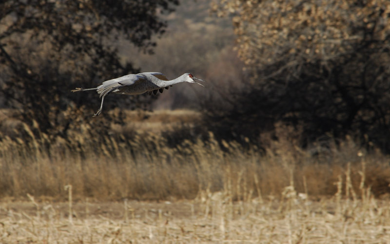 Sandhill Crane