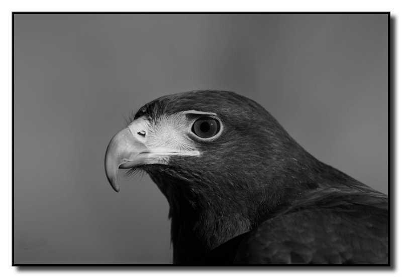 Harris Hawk