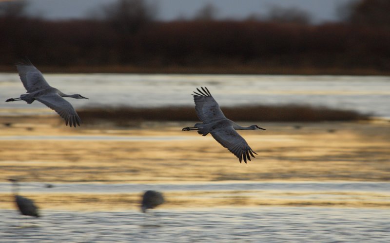 Sandhill Cranes Returning