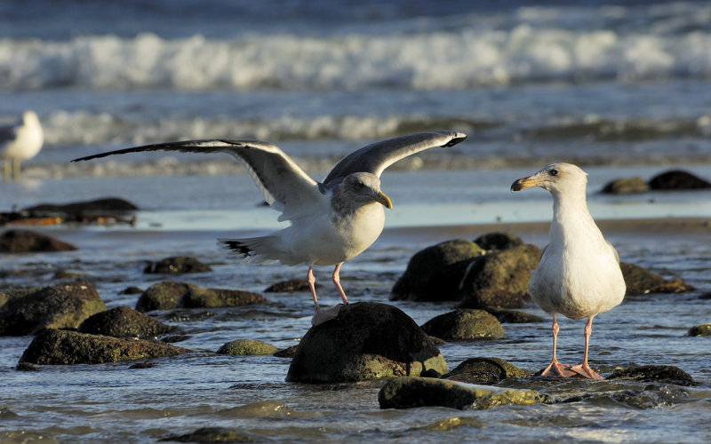 Gulls at Sunset - Malibu Lagoon