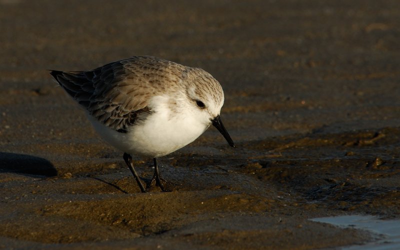 Sanderling at Last Light