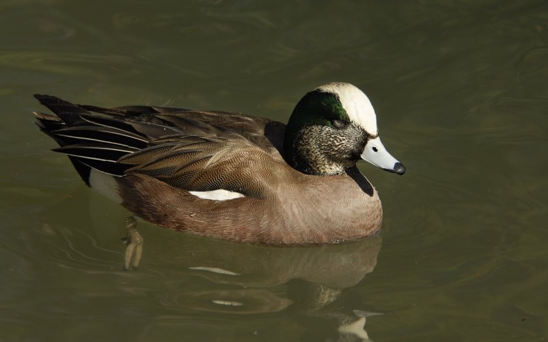 Visiting American Widgeon