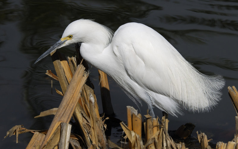 Snowy Egret