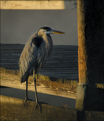 Blue Heron at Sunrise