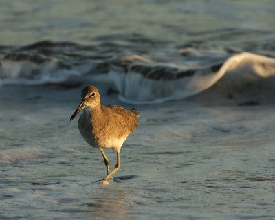 Willet in the Waves
