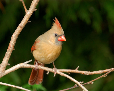Northern Cardinal (female)