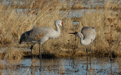 Sandhill Cranes