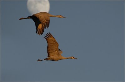 Sandhill Cranes Fly in for the Night