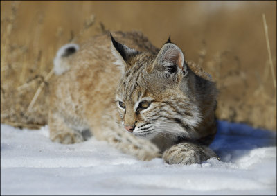 Bobcat Kitten playing in the Snow