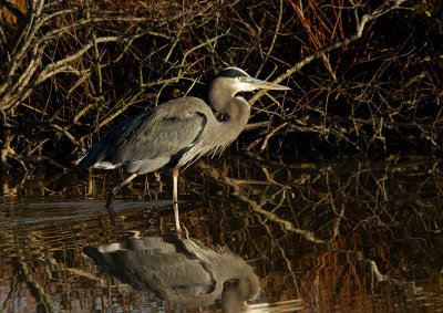 Great Blue Heron at Sunrise