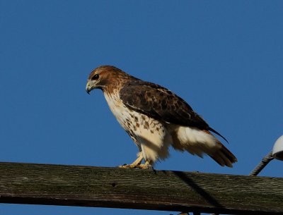 Red Tail Hawk