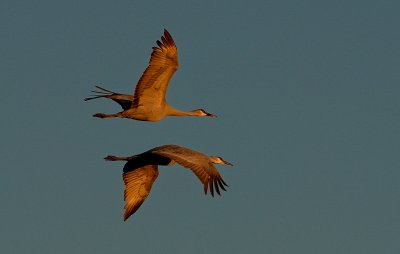 Sandhill Cranes Returning at Sunset