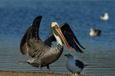Pelican