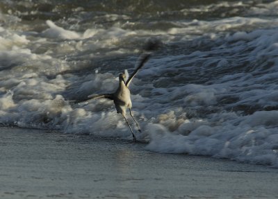 The Willet and the Wave