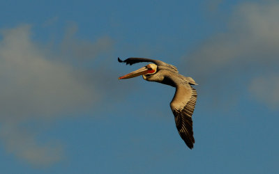 Pelican Returning at Sunset