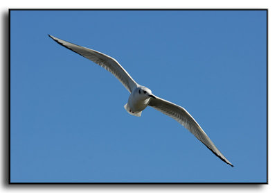 Bonaparte's Gull