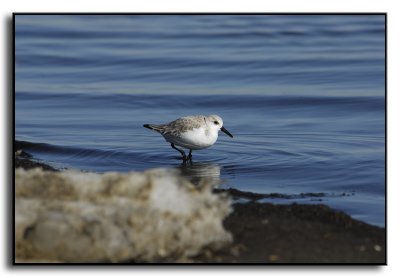Sanderling and Snow