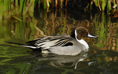 Visiting Pintail