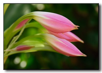 Blooming Flower at the Wild Animal Park