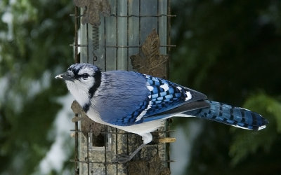 Blue Jay