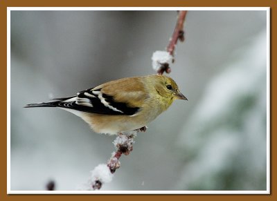 Goldfinch