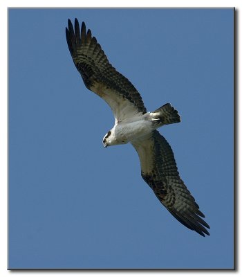 I'm back and so are the Ospreys!