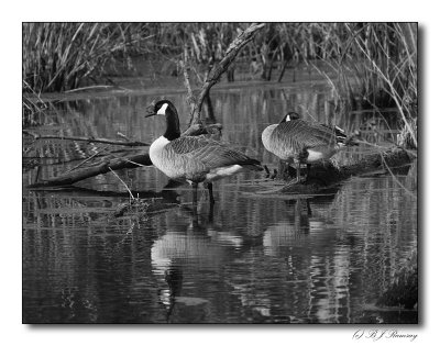 Canada Geese