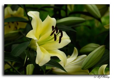 Longwood Easter Lilies