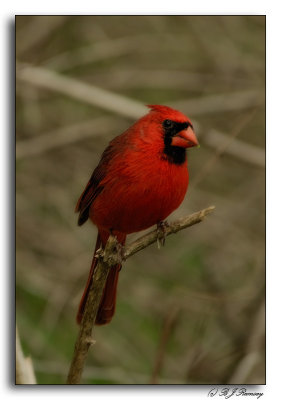 Cardinal at Radner Lake NP