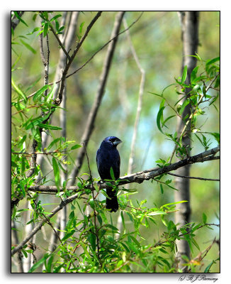 Blue Grossbeak