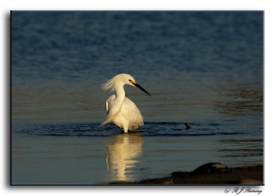 Snowy Egret at Sunset