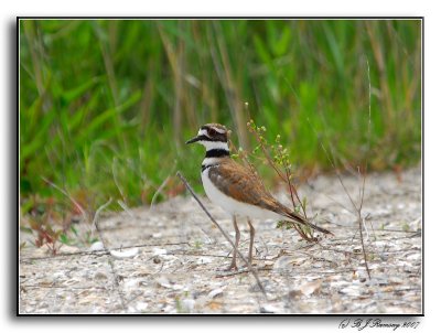 Killdeer