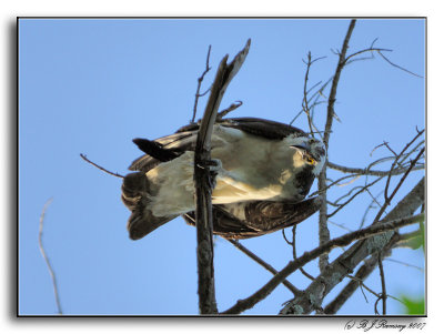 An Unhappy Osprey