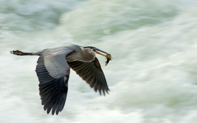 Great Blue Heron @ Great Falls