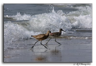 Marbled Godwit and Willet on the Run