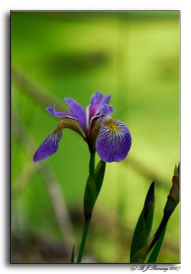 Blue Flag Iris