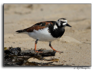 Rudy Turnstone