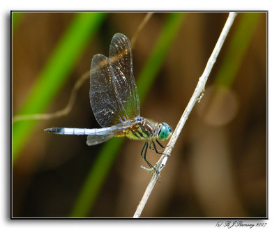 Blue Dasher (male) Dragonfly
